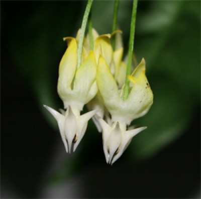 hoya multiflorablüte.jpg