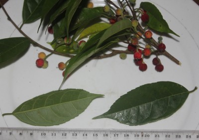 169. Baum, IMG_9620.JPG