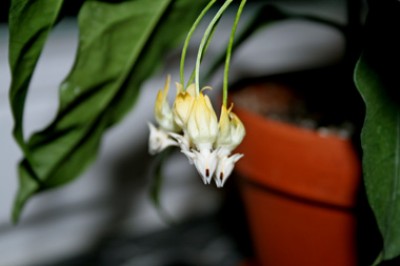 hoya multiflora.jpg