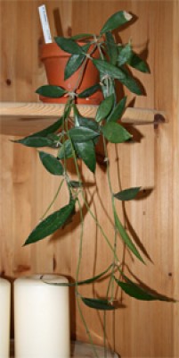 hoya litoralis.jpg