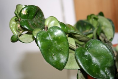 hoya compacta hindu rope.jpg