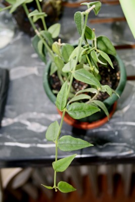 Hoya bella.jpg