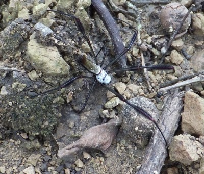 Spinne, DSCF0255.JPG
