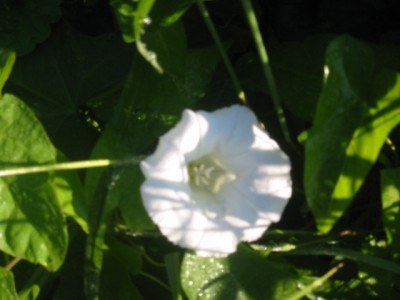 Blume aus Garten2.JPG