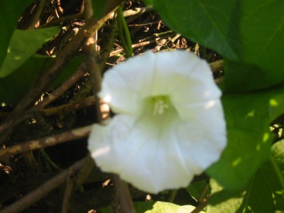 Blume aus Garten1.JPG