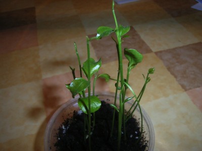 RIMG0647.JPG