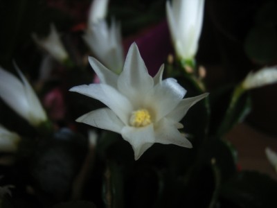 RIMG0657.JPG