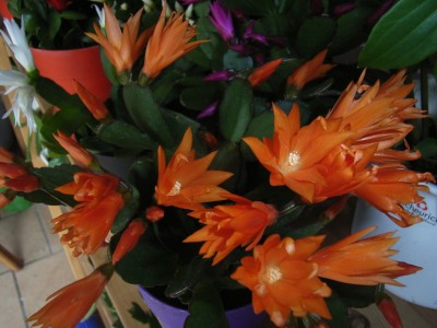 RIMG0655.JPG