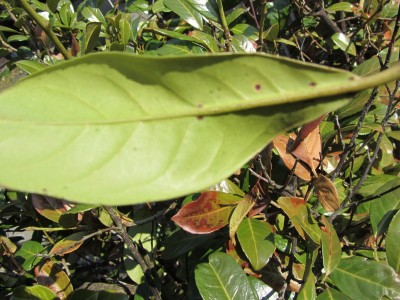 wie alt werden gummibäume Gummibaum (Ficus elastica) 'Robusta' kaufen main image 1