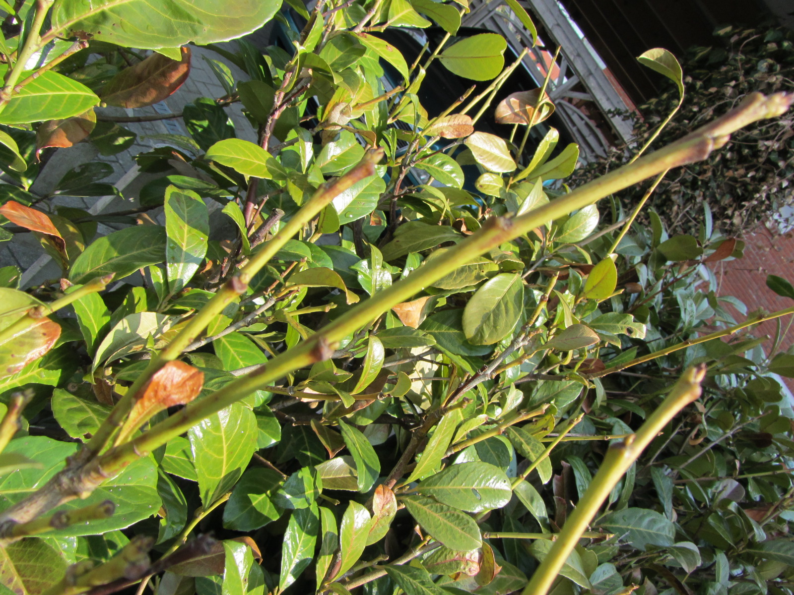 kirschlorbeer als hochstamm Prunus lusitanica 'Angustifolia' auf Stamm