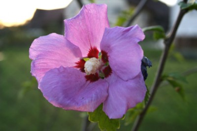 hibiskus.jpg