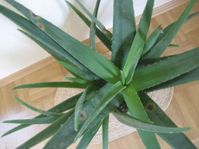 AloeVera.jpg