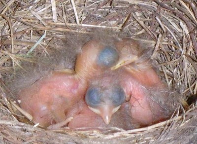 amsel_001.jpg