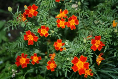 gewürztagetes rot.jpg