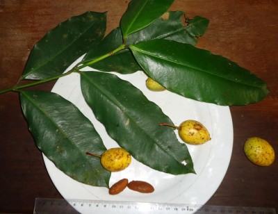 175. Baum, Arbol 8 metros, Finca Moreira, DSC03785.JPG