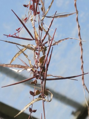 Ceropegia.jpg