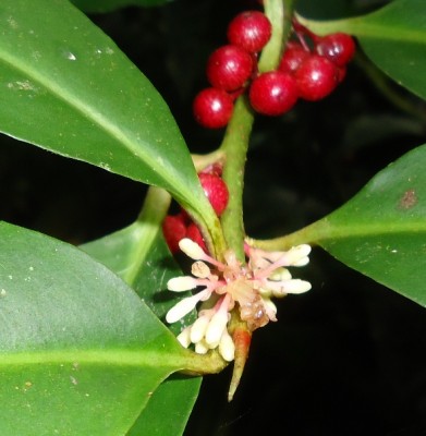 177. Baum, Arbolito 1, Finca Moreira, DSC03752.JPG