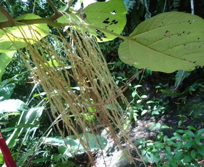 179. Baum, Arbolito 3, Finca Moreira, DSC03722.JPG