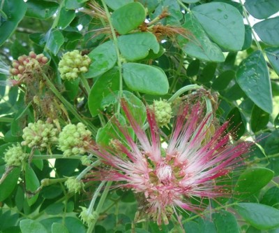 180. Baum, Samango, DSC03706.JPG