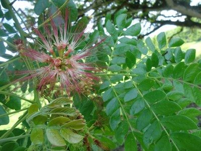 180. Baum, Samango, DSC03705.JPG