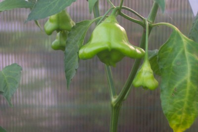 glockenpaprika 001.jpg