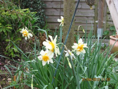 gefüllte Narzissen.jpg