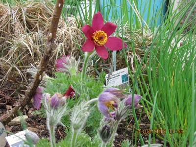 rote u. blaue Kuhschelle.jpg