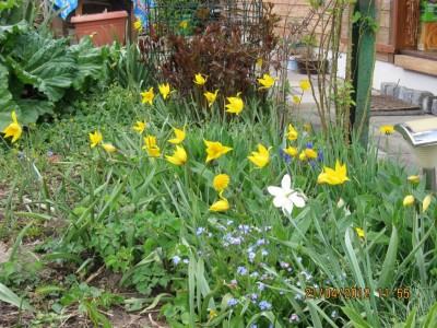 Weinbergtulpen- T.sylvestris.jpg