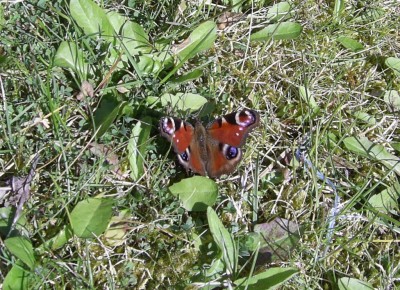 PIC_0063.JPG