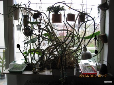 Epi-strictum.JPG