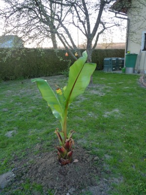 ensete 1.jpg