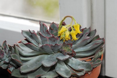 dsc_8814_Echeveria_pulidonis.jpg
