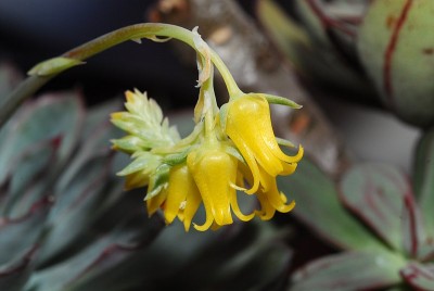 dsc_8819_Echeveria_pulidonis.jpg