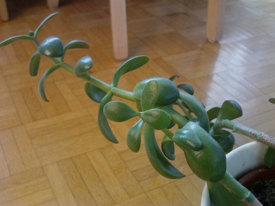 IMAG0349.JPG