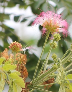 Samanea saman, GREEN24 A - copia.JPG