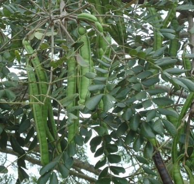 Samanea saman - Regenbaum, DSC06960.JPG