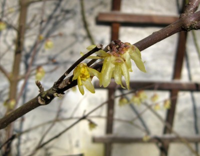 Winterblüte0567.jpg