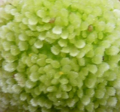 Raetsel 33 (4) (800x741).jpg