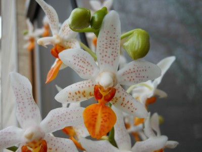 Phalaenopsis Mini Mark_2.JPG