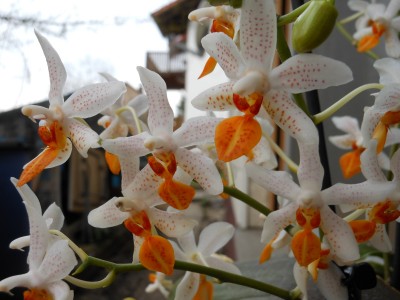 Phalaenopsis Mini Mark_1.JPG