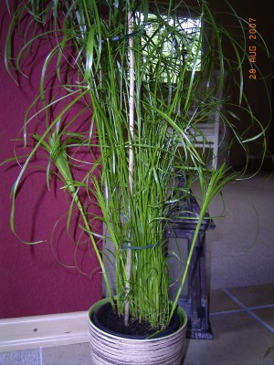 cyperus_alternifolius.jpg