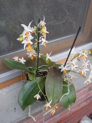 Phalaenopsis Mini Mark - 3 Pflanzen im Topf um 20€.JPG