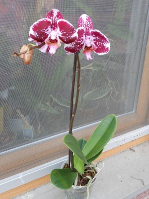 Phal Namenlos 1.JPG
