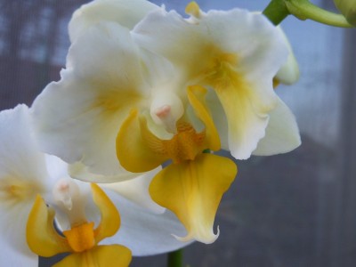 Phal Namenlos - PELORISCH_2.JPG