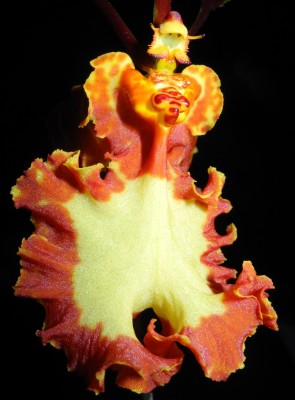 Psychopsis Mariposa Green Valley_3.jpg