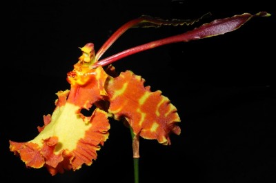 Psychopsis Mariposa Green Valley_2.jpg