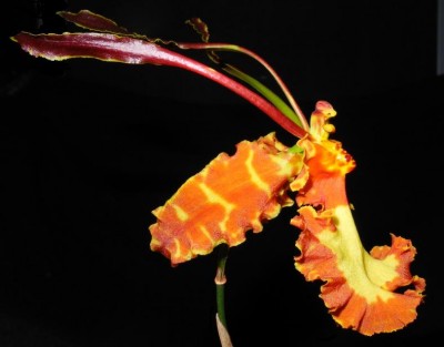 Psychopsis Mariposa Green Valley_1.jpg