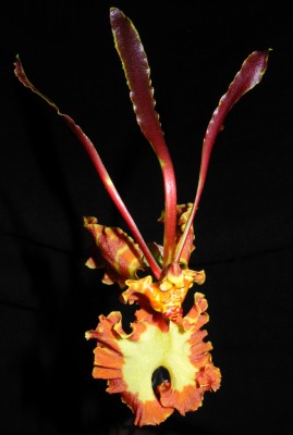 Psychopsis Mariposa Green Valley.jpg
