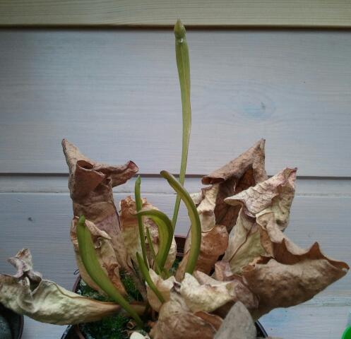 Sarracenia (Schlauchpflanze) - Was tun mit den Schläuchen? · Pflegen &  Schneiden & Veredeln · GREEN24 Pflanzen & Garten Forum