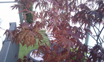 IMAG0421.jpg